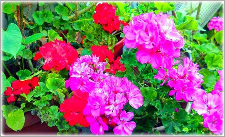 Λουλούδια από τον κήπο μου,τώρα - Flowers from my garden, now