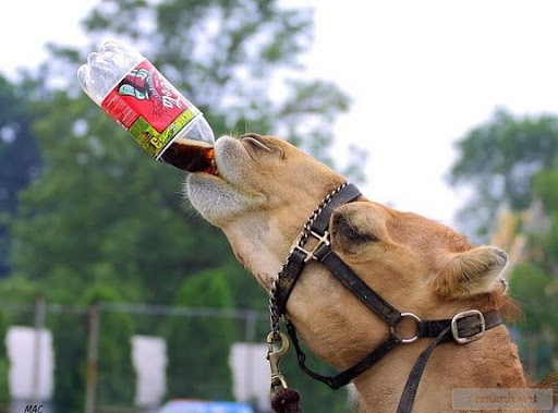 funny animals_28. funny animals_28.