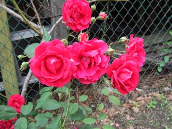 DSCF0983