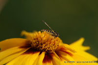 DSC02750.JPG