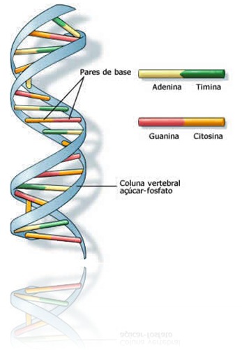 dna-2 dna-2