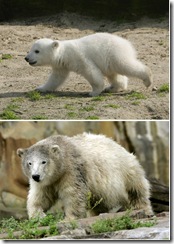 knut