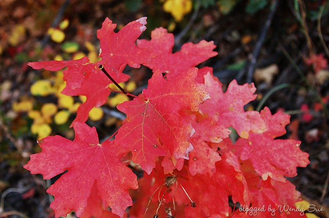 [leaves[2].jpg]