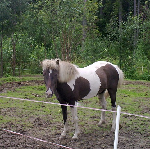 [mobilbilder heidi 042[5].jpg]