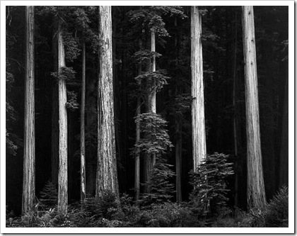 Фотограф Ансель Адамс prosvit-photo_ansel-adams_Redwoods-Bull-Creek-Flat-Northern-California Фотограф Ансель Адамс prosvit-photo_ansel-adams_Redwoods-Bull-Creek-Flat-Northern-California