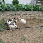 IMG_3510.JPG