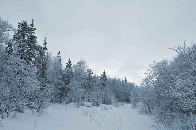 [Snow Scene[5].jpg]