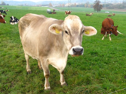 [cow[5].jpg]