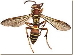wasp_paper