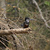 DSC02950.JPG, Eisvogel, Best of 2009