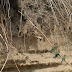 DSC02954.JPG, Bienenfresser vor ihrer Haustüre, Best of 2009