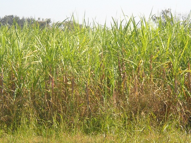 [sugarcanefield13.jpg]