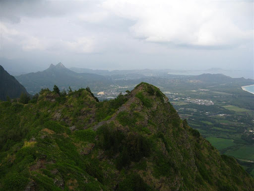 Oahu Elepaio