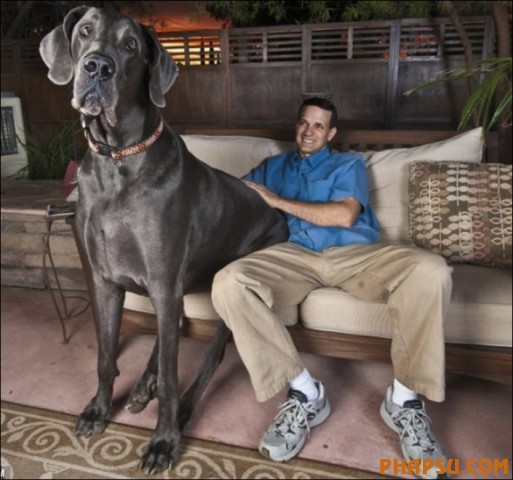 RAY WOODS WITH SAMSON, THE CROSS BETWEEN A GREAT DANE AND A NEWFOUNDLAND BRITAIN'S TALLEST DOG AT 37 INCHES HIGH AND WEIGHING IN AT A COLOSSAL 19 STONE.16/3/7 PIC FROM CATERS NEWS AGENCY SHOWS......SAMSON, THE BRITAIN'S TALLEST DOG AT 37 INCHES HIGH AND WEIGHING IN AT A COLOSALL 19 STONE.....THE CANINE GIANT IS A CROSS BETWEEN A GREAT DANE AND A NEWFOUNDLAND AND IS MORE THAN A HANDFUL FOR OWNERS SUE AND RAY WOODS FROM BOSTON, LINCS.........ALSO IN THE PIX IS THE JACK RUSSELL WHO IS SAMSON'S BEST FRIEND AND CONSTANT COMPANION...................SEE CATERS EXCLUSIVE COPY........