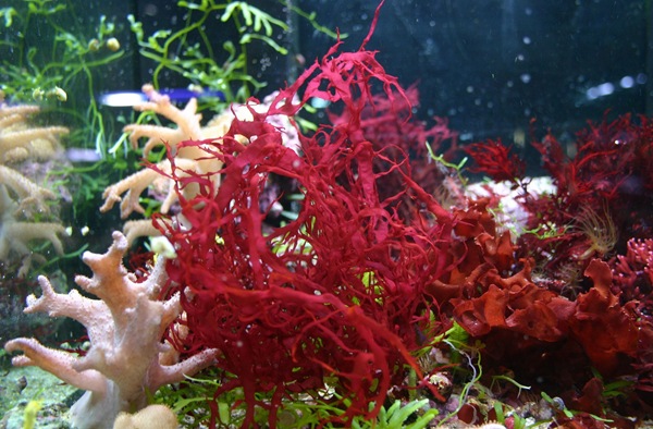 red seaweed
