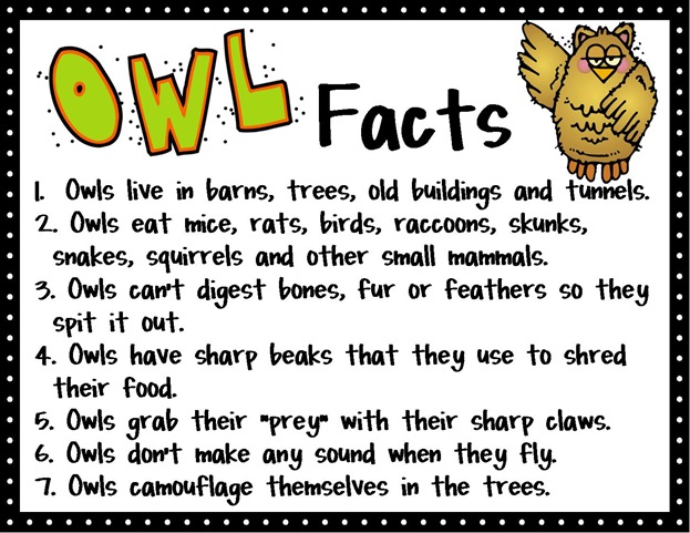owl facts