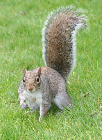 [squirrel budy[3].jpg]