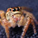 Jumping Spider