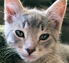 [Gumdrop_closeup[3].jpg]