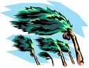 [Stormy Palm Tree Clip Art[3].jpg]
