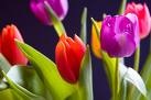[Tulips[3].jpg]