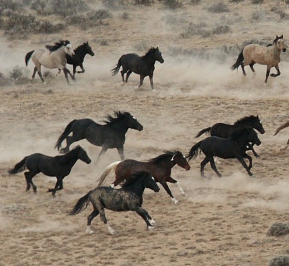 [peaks herd 4[5].jpg]
