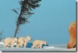 BearBeginnings