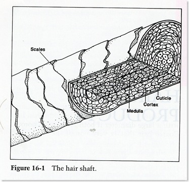 HellaciousHair207