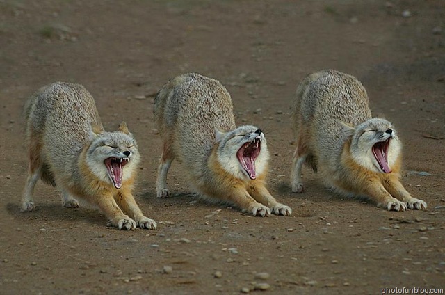 [YawningPicture310.jpg]