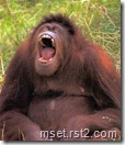yawn yawn