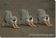 Yawning-Picture-3 Yawning-Picture-3