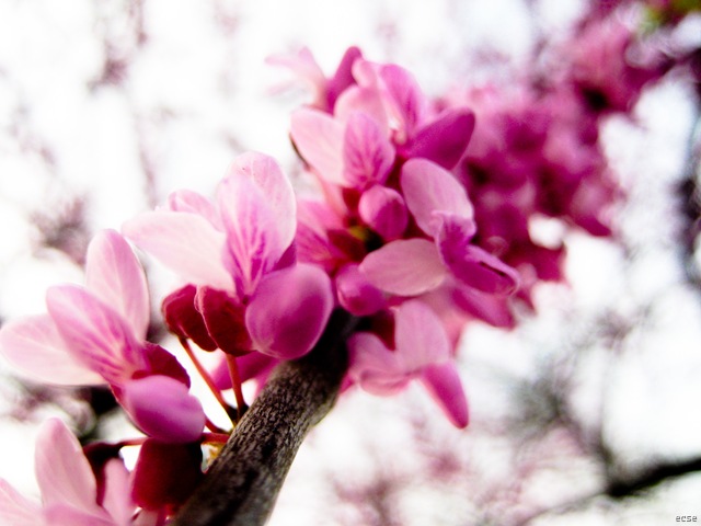 [Spring 2010 071[32].jpg]