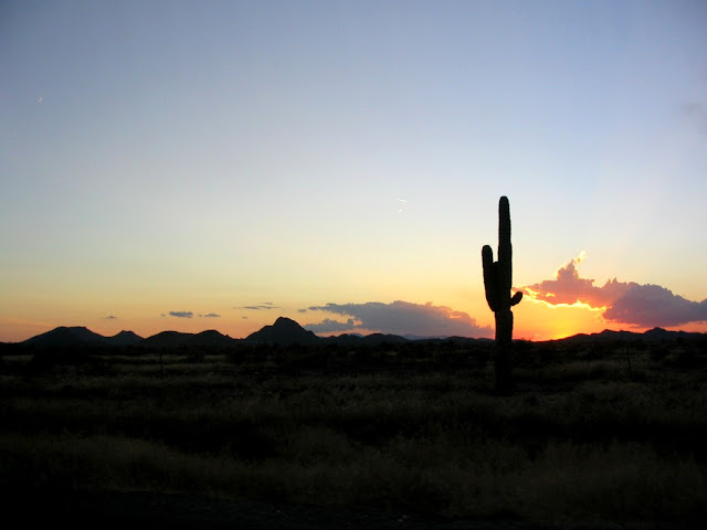 Saguaro cactus in Arizona at sunset