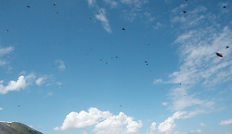 http://lh6.ggpht.com/_sa2ZoFKfF7w/TBsTouDgvRI/AAAAAAAAAPY/fKvQXgb2UEY/s800/P6120069.JPG