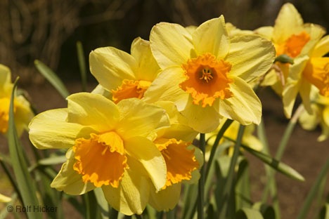 [spring_flowers_T1669[3].jpg]