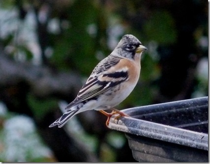 brambling_291008_1-500