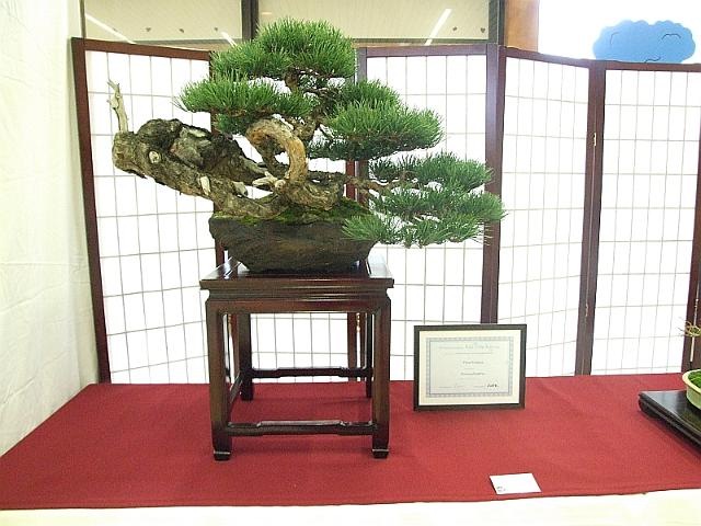 [EUK Pinus sylvestris Paul Putseys 2[2].jpg]