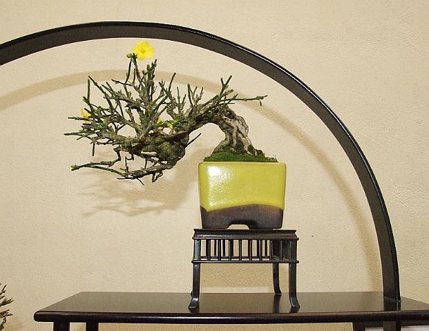 [EUK Shohin Jasminum Paul 1[2].jpg]