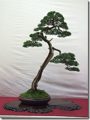 EUK Juniperus Hans 5