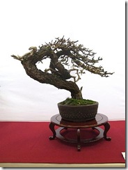 EUK Larix 2 JP Polmans 2