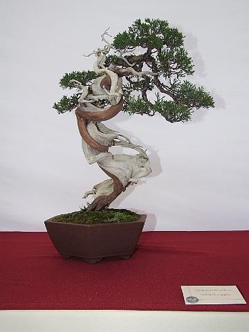 [EUK Juniperus thurifera Yannick 1[2].jpg]