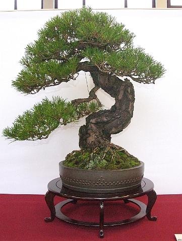 [EUK Pinus densiflora JP Polmans 7[2].jpg]
