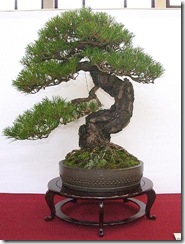 EUK Pinus densiflora JP Polmans 7