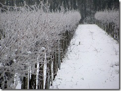 IMG_0191