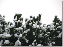 IMG_0147