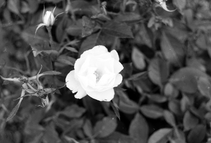 black would be white