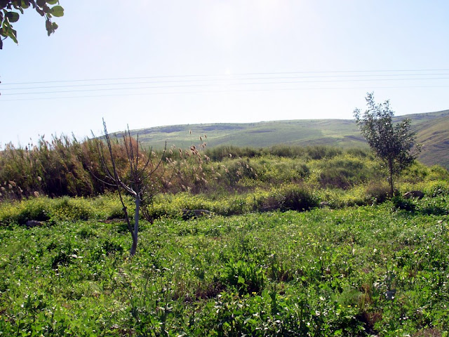 Image - Giboa