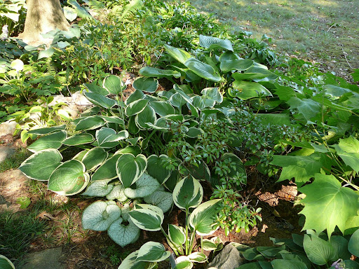 The Hosta Lady
