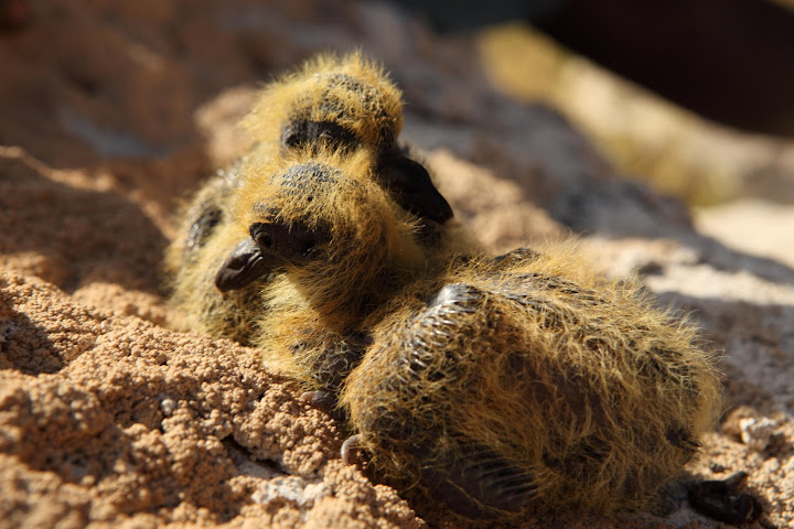 Re: Фотоохота, зоопарки и просто животинки из путешествий