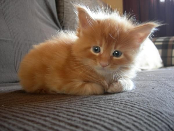 [cat.jpg]